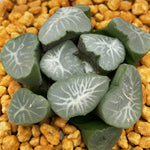 Haworthia Maughanii 'Shishigami'