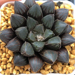 Haworthia Red Lantern Other