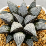 Haworthia Wimii Lonely Snow