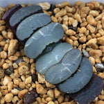 Haworthia Truncata  'Everbright Moon'