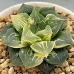 Haworthia Paradise Flower variegated big size