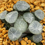 Haworthia Maughanii 'Shirofuji'