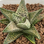 Haworthia Hard Leaf 'Isomidori'