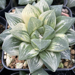 Haworthia Mutica Hybrid Variegated Big Size