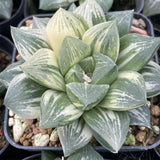 Haworthia Mutica Hybrid Variegated Big Size