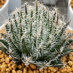 Haworthia cyanea Other