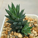 Haowrthia Glauca var. Herrei