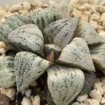 Haowrthia Picta Ounyu variegated