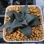 Haworthia Badia 'Tenho'