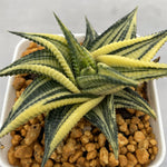 Haworthia Limifolia var. Limifolia Variegated