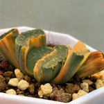 Haowrthia Truncata Onawa Reverse Variegated