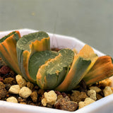 Haowrthia Truncata Onawa Reverse Variegated