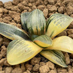 Haworthia Moonlight variegated plant from seeds