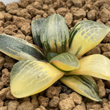 Haworthia Moonlight variegated plant from seeds