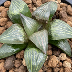 Haworthia Hybrid - N
