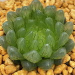 Haworthia Cooperi LED Mutant