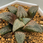 Haworthia Hybrid 'Killer Whale' Plant from seeds