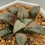 Haworthia Hybrid 'Killer Whale' Plant from seeds