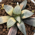 Haworthia Comptoniana Reverse Variegated