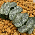 Haworthia Truncata 'Enchanting Stream'