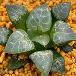 Haworthia Correcta