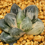 Haworthia Temptation variegated