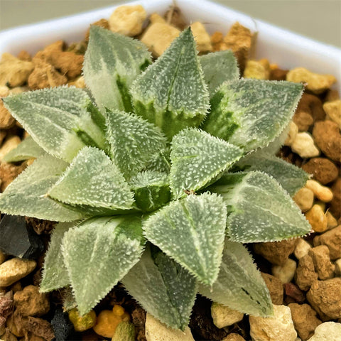 Haworthia Wimii Variegated