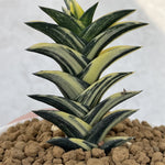 Haworthia Viscosa Variegated Mother Plant