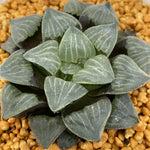 Haworthia Koumyouju Other