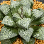 Haworthia Picta 'Ozawa'