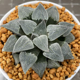 Haworthia Pygmaea