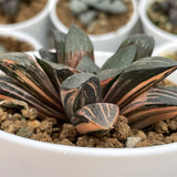 Haworthia Hybrid Coral Variegated Plant from offsets
