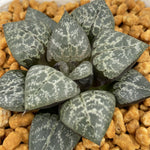 Haworthia Comptoniana 'Ohkubo'