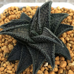 Haworthia Hard Leaf Onigawara
