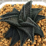 Haworthia Hard Leaf Onigawara
