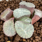 Haworthia Maughanii 'Kaenryu' 'Flame Dragon'