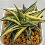 Haworthia Limifolia var. Limifolia Variegated