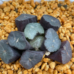 Haworthia Maughanii 'Yamamoto Murasaki'
