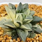 Haworthia Heidelbergensis Variegated