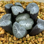 Haworthia Maughanii 'Verve'
