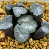 Haworthia Maughanii 'Verve'