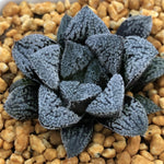 Haworthia 'Snow Star' Other