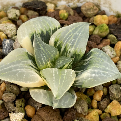 Haworthia Comptoniana Variegated Small Size