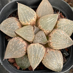 Haworthia Glass Picta