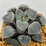 Haworthia Pygmaea 'Crystallina'