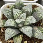 Hawowrthia SP Tusk Popular Type Other
