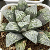 Hawowrthia SP Tusk Popular Type Other