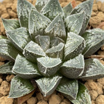Haworthia Humbug Heart