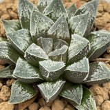 Haworthia Humbug Heart