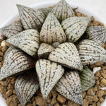 Haworthia Picta 'Haipy'